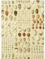 Sanderson Carta da parati Oology Portal - Silkie