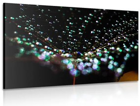 Quadro su tela – Gocce d'acqua su dente di leone