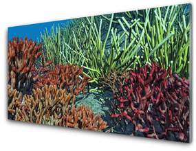 Quadro vetro Natura della barriera corallina 100x50 cm