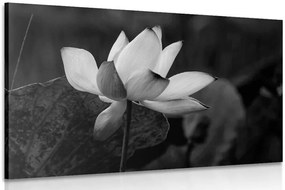 Stampa su tela – Fiore di loto delicato in bianco e nero