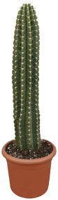 Pianta da interno STETSONIA CORYNE VASO DIAM.CM. 40