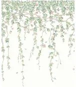 Cole & Son Carta da parati Hummingbirds Flora - Blush Sage/  Mulberry on Cream