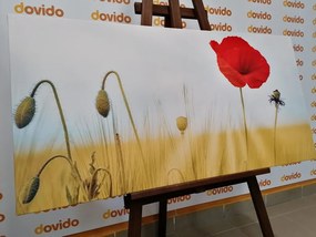 Stampa su tela – Papavero selvatico