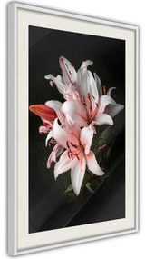 Poster  Pale Pink Lilies  Cornice Quadri Cornice nera, Larghezza x Altezza Home decor 20x30