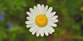 Quadro su tela – Fiore di margherita