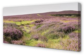 Quadro su tela Campo heather 100x50 cm