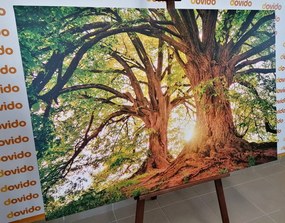 Stampa su tela – Alberi maestosi