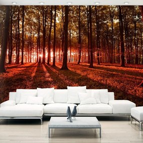 Fotomurale adesivo  Autumn Morning  Larghezza x Altezza Home decor 147x105