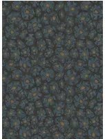 Cole & Son Carta da parati Savanna Shell - 119/4024
