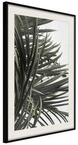 Poster  Little Tropics  Cornice Quadri Cornice nera con pass-partout, Larghezza x Altezza Home decor 40x60