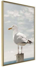 Poster  Curious Seagull  Cornice Quadri Cornice d'oro, Larghezza x Altezza Home decor 30x45