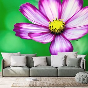 Carta da parati autoadesiva – Fiore da giardino di cosmea