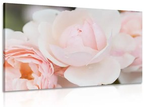 Quadro su tela – Pieno di rose