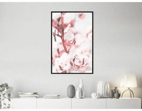 Poster Cotton Flowers