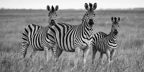 Quadro su tela – Tre zebre nella savana in bianco e nero