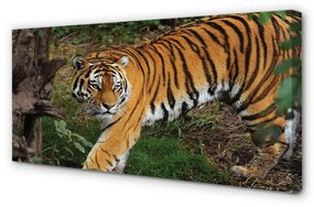 Quadro su tela Foresta di tigre 100x50 cm