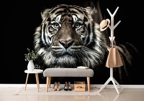 Carta da parati – Tigre