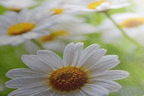 Stampa su tela – Prato primaverile pieno di fiori