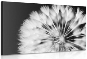 Stampa su tela – Dente di leone in bianco e nero