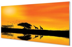Quadro vetro acrilico Giraffe West Tree Lake 100x50 cm