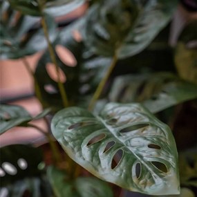 Cespuglio Artificiale Di Monstera Adansonii 43 Cm İn Vaso /