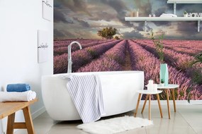 Carta da parati – Terra di campi di lavanda