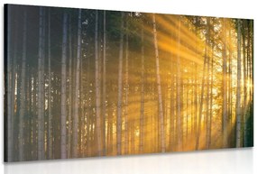 Stampa su tela – Sole dietro l'albero