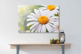 Stampa su tela – Fiori di camomilla