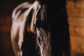 Carta da parati – Cavallo maestoso