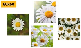 Set di quadri – Fiori incantevoli