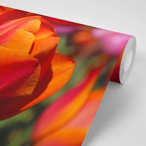 Carta da parati – Tulipani magnifici nel prato