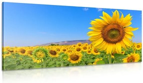 Quadro su tela – Campo di girasoli
