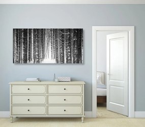 Stampa su tela – Foresta coperta di neve in bianco e nero