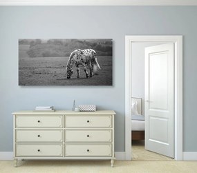Quadro su tela – Cavallo nel prato in bianco e nero