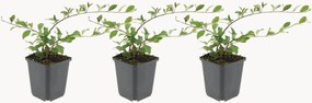 Set di 3 piante vere Cotoneaster Dammeri