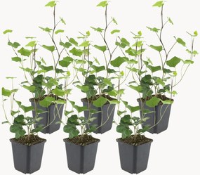 Set di 6 piante vere Atlantic Ivy Hedera Hibernica