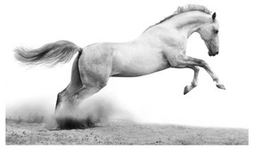 Fotomurale White gallop