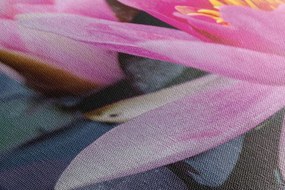 Quadro su tela – Fiore di loto rosa