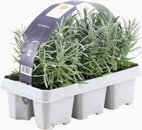 Set di 6 piante vere Lavanda angustifolia Blue