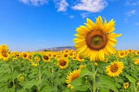 Carta da parati autoadesiva – Campo di girasoli