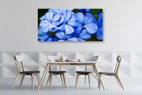 Stampa su tela – Fiori blu pittoreschi