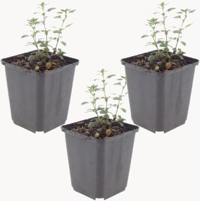 Set di 3 piante vere Germander Teucrium Lucidrys