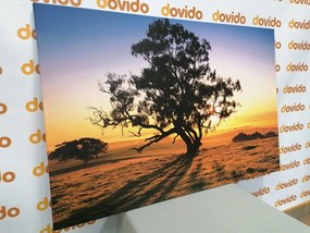 Quadro su tela – Albero solitario al tramonto