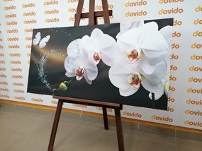 Quadro su tela – Orchidea e farfalla