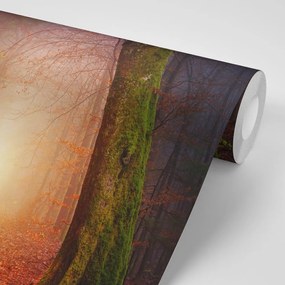 Carta da parati – Bosco dai colori fiabeschi