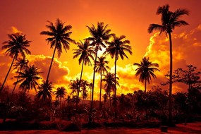 Carta da parati – Palme da cocco sulla spiaggia