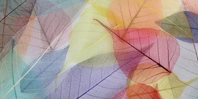 Stampa su tela – Venature su foglie colorate