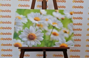 Stampa su tela – Prato primaverile pieno di fiori