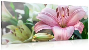 Quadro su tela – Giglio rosa in fiore