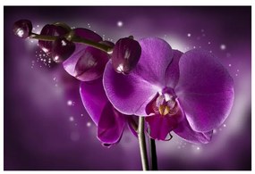 Fotomurale Favola e orchidea